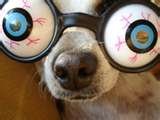 dog eyed.jpg