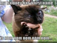 cat balogna.jpg