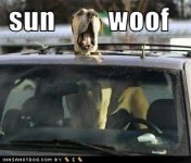 sun woof.jpg