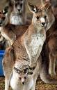 Kangaroo court.jpg
