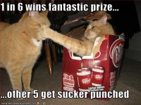 funny-pictures-one-cat-gets-punched.jpg