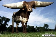 a-big-horn-bull-1.jpg