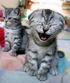 cat laughing.jpg