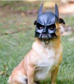 batmandog.jpg