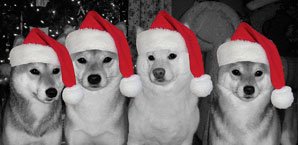 holidaydogs4.jpg