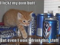 funny-pictures-kitten-wont-drink-kestone-light-beer.jpg