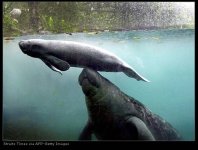 Manatees.jpg