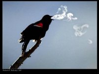 SmokinBird.jpg