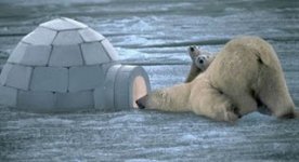 curious-polar-bear.jpg