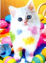 CATCOLOREASTERART.jpg