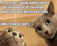 cat on acid.jpg cat on acid.jpg