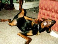 laughing dog.jpg