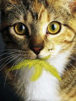 cat swallowed canary.jpg