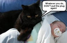 cat and baby.jpg