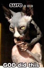 cat creation.jpg