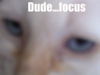 cat focus.jpg