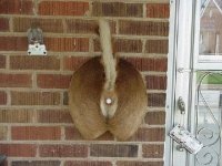 deerbuttdoorbell.jpg