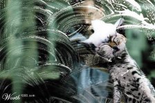 catwash.jpg