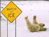 polar bear fall.jpg