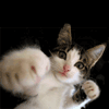 catpunch.gif