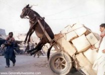 donkey1.jpg