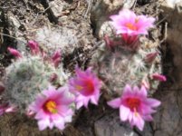 tuscon 077.jpg
