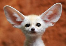 ears, I'm all ears.jpg