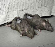 rat-slippers-shoes.jpg