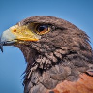Hawk333