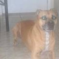 Kanedog