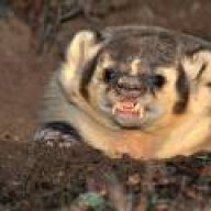 badger