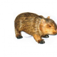 migwombat