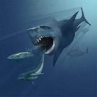 Shark75
