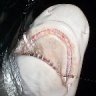 SharkChaserFL