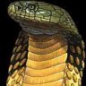 realkingcobra