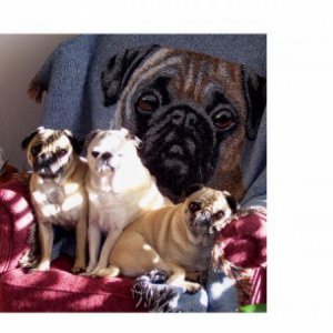 My Pugs