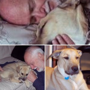 my last dog.