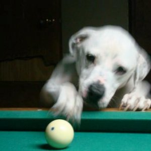 Pool Dog