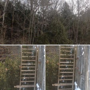 Northern Robins