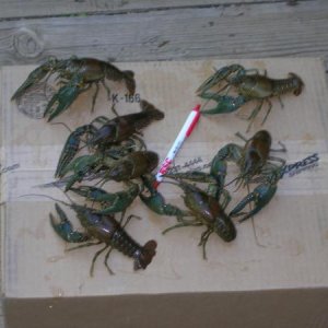 Big Mudbugs