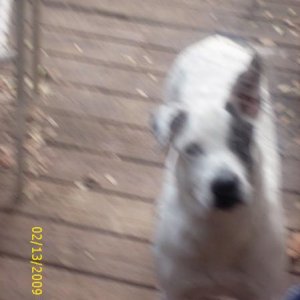 my dog now