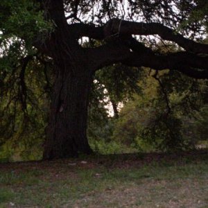 ~350 yr/old oak, with a midden nearby.