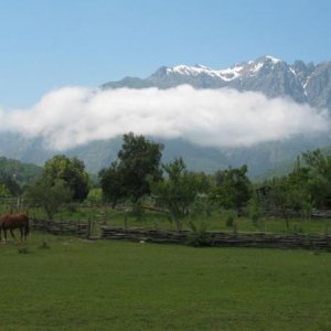 LasMulasfrontyard
