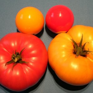 Yellow & Red