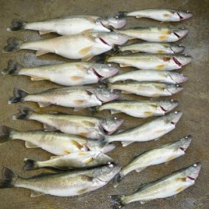 Fishing Trip 2007 010