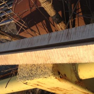 curly maple