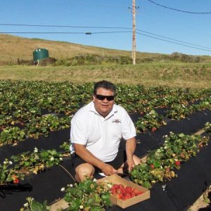The new Immigrant picking Strawberries.. I just had to stop in California for these Strawberries.