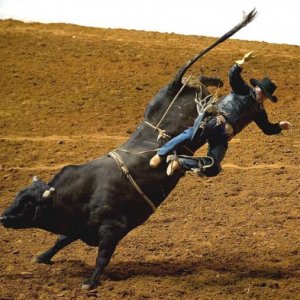 Rodeo