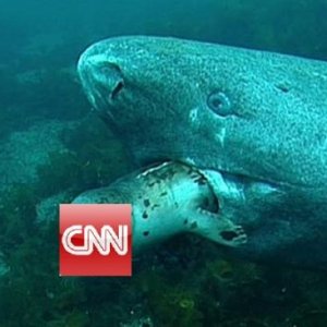 Green Shark Eats Seal via Cosmiq cnn