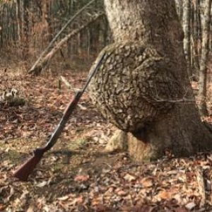 TN white oak